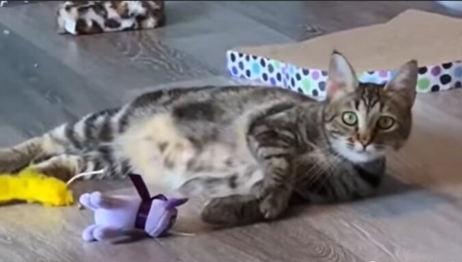 Katze. Quelle: Screenshot YouTube