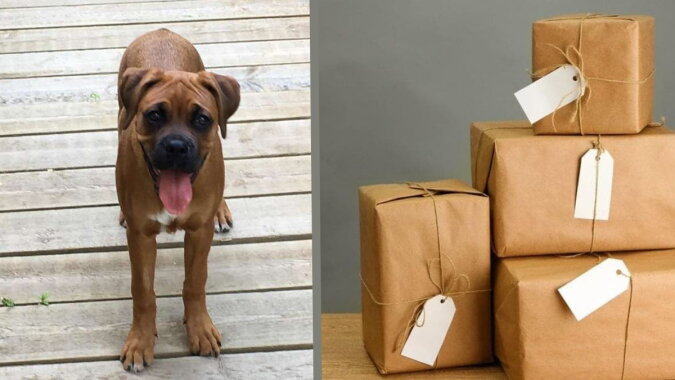 Ein Hund und Pakete. Quelle: fialan.com