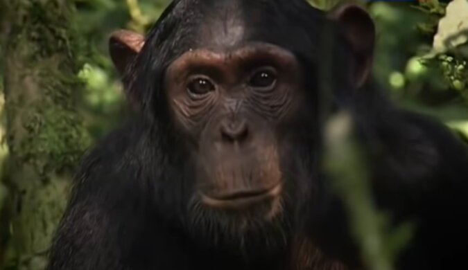 Schimpanse. Quelle: Screenshot YouTube