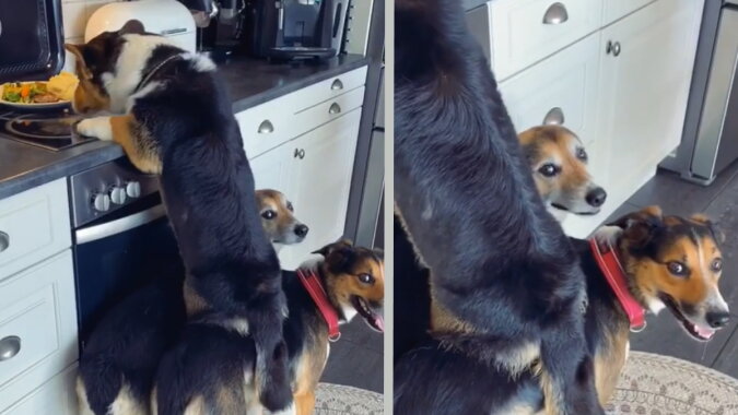 Hunde und ihr Trick. Quelle: Screenshot Instagram
