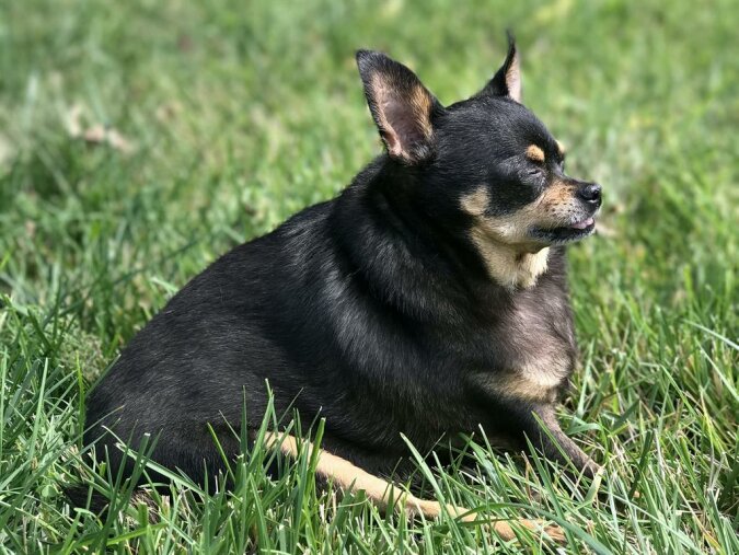 Der kleine Chihuahua war übergewichtig, also revidierte der Besitzer seinen Speiseplan