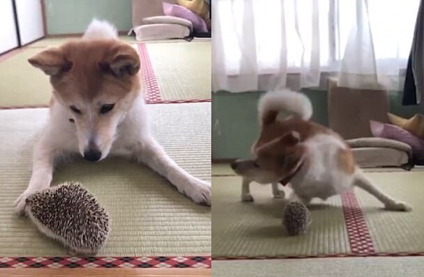 Hund mit Igel. Quelle: dailymail.co.uk