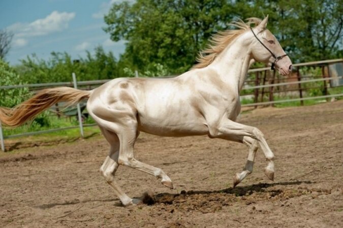 Pferde, die als die majestätischsten und schönsten bezeichnet werden
