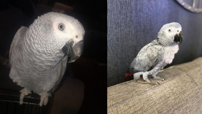 Der Papagei Grey. Quelle: instagram