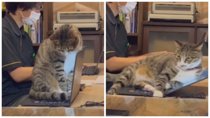 Die Katze liegt auf dem Laptop. Quelle: petpop.сom