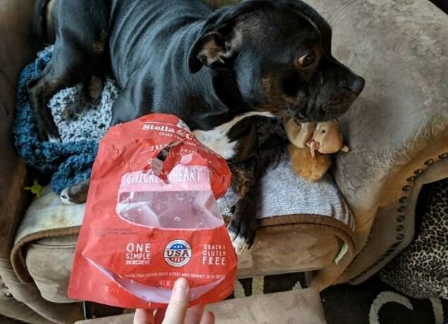 "Bad Boy": Hundebesitzer haben in sozialen Netzwerken Fotos ihrer Haustiere geteilt, die sie bei Streichen ertappt haben