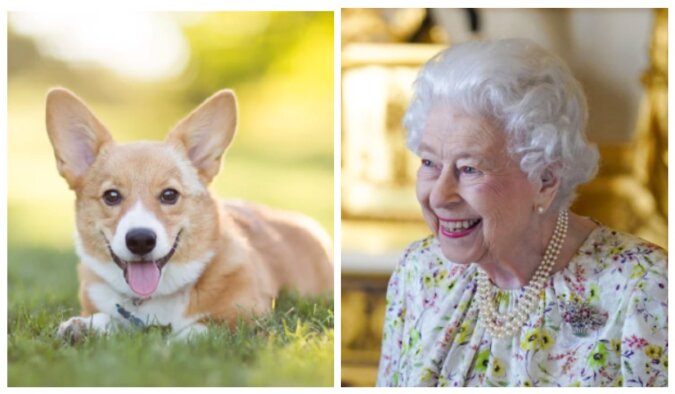 Königin Elizabeth II. mit ihrem geliebten Corgi. Quelle: focus.сom