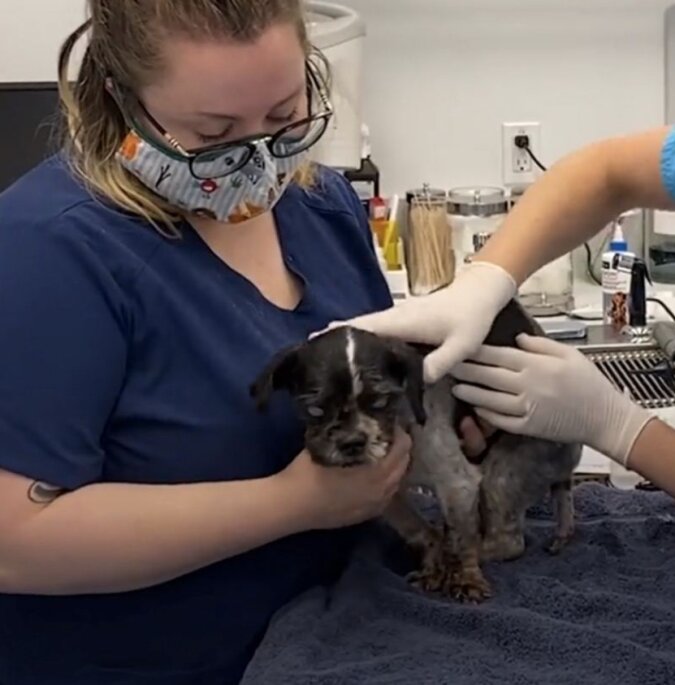 Ein alter Hund konnte wegen Haarknäueln nichts mehr sehen Freiwillige