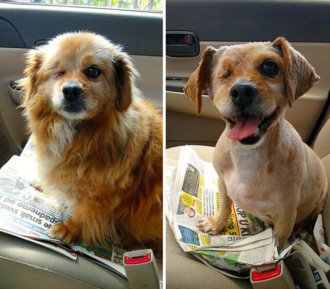 „Ein anderer Hund werden“ Hundebesitzer teilen Fotos ihrer Haustiere