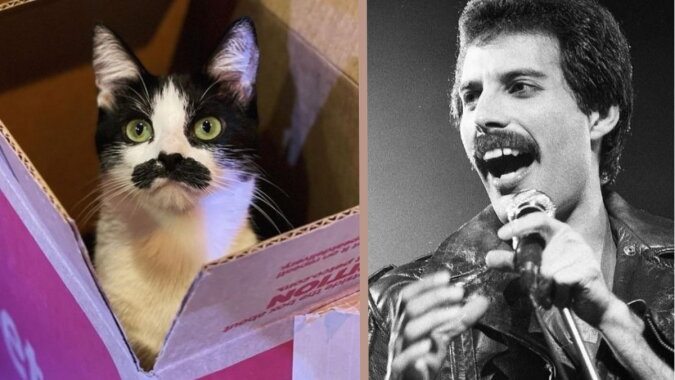 Die Katze Mostaccioli und Freddie Mercury. Quelle: teleprogramma.com