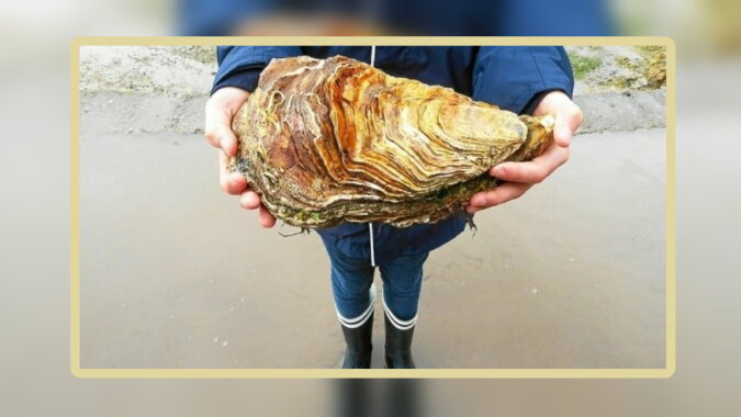 Eine der größten Austern der Welt. Quelle: focus.com