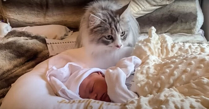 Katze und Baby. Quelle: Screenshot YouTube