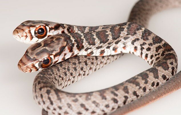 “Anomalien der Natur“: Naturforscher haben es geschafft, eine zweiköpfige Schlange zu fangen, Einzelheiten sind bekannt geworden