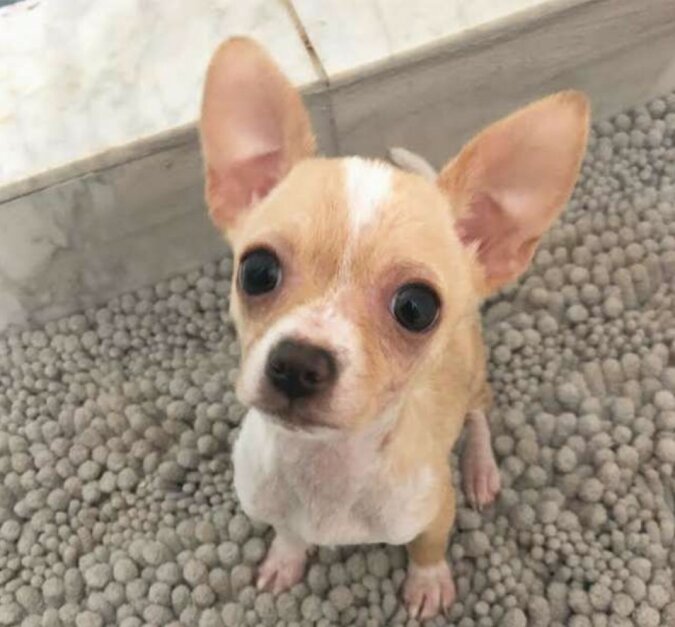 Liebe auf den ersten Blick: Die junge Frau sah ein Foto eines mageren kahlen Chihuahua-Welpen und beschloss sofort, ihm zu helfen