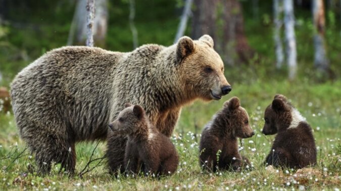 Die Bärenfamilie. Quelle: petpop.сom