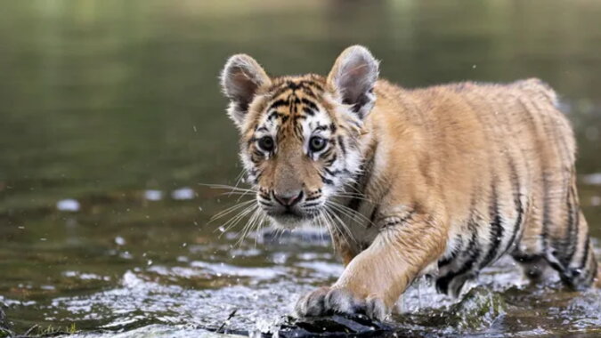 Ein Tigerbaby. Quelle: novochag.com