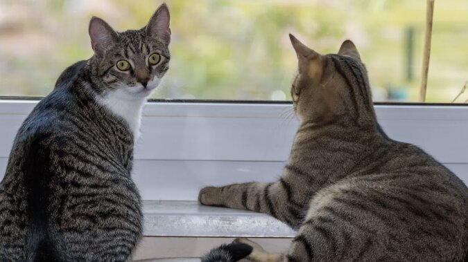 Katzen, die ihr Frauchen überraschen. Quelle: novochag. com