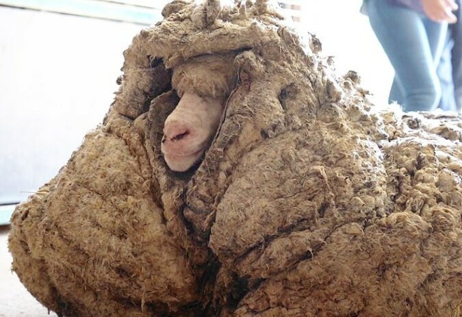 "Sichtbare Veränderungen": Ein Schaf, das seit fünf Jahren nicht mehr geschert wurde, hat endlich sein Fell gewechselt