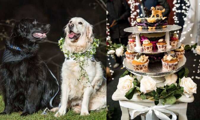 Hochzeit des Hundes. Quelle: swns.com