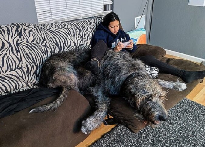 Der irische Wolfshund Wie einer der größten Hunde der Welt aussieht