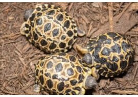 Die Schildkröten erhielten die Namen Dill, Cucumber und Jalapeño. Quelle:Houston Zoo
