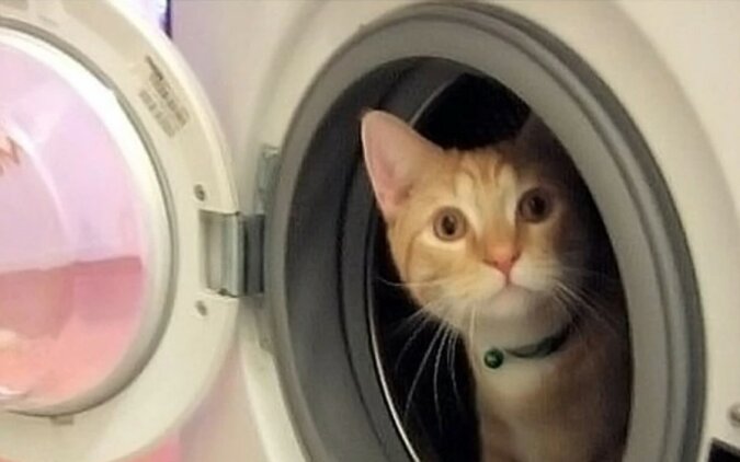 "Was für ein Glückspilz": Die Katze hat in der Waschmaschine überlebt
