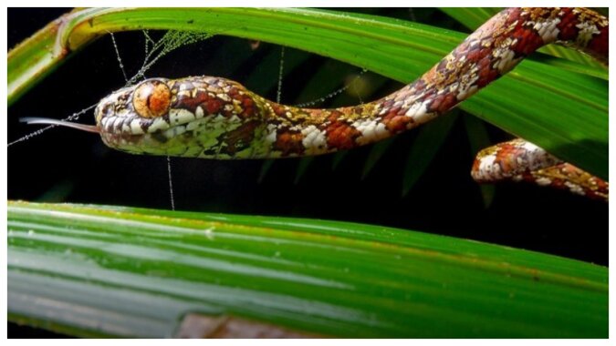 Neue Schlangenart entdeckt. Quelle:Live Science