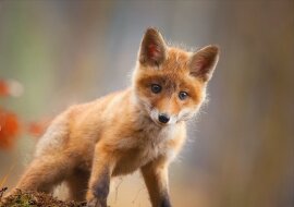 Der kleine Fuchs. Quelle: dailymail.co.uk