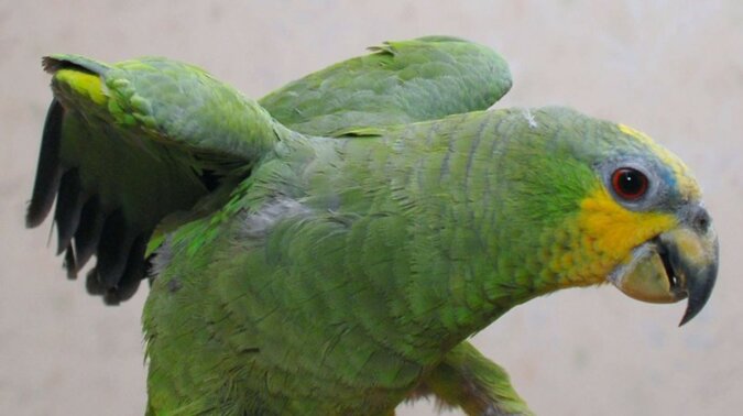Ein grüner Amazonas-Papagei. Quelle: brothers-smaller