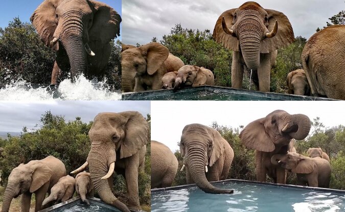 Elefantenherde in der Nähe des Pools. Quelle: dailymail.co.uk