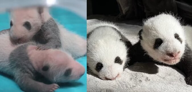 Panda-Zwillinge. Quelle: dailymail.co.uk