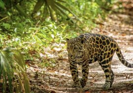 Dschungel mit Jaguaren. Quelle: pinterest.сom