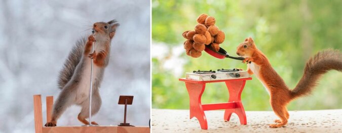 „Angeborene Modelle“: Eichhörnchen spielen mit den Requisiten des Fotografen, während er großartige Aufnahmen macht