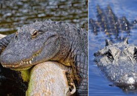 Der Alligator. Quelle: dailymail.co.uk