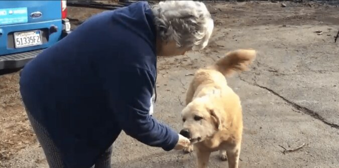 Die Geschichte des neuen Hatico: Der Hund wartete einen Monat lang in der Asche auf seine Besitzer und wurde belohnt