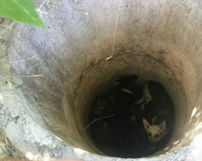 Obdachloser hat 3 Wochen lang einen Hund gefüttert, der in eine 4-Meter-Grube gefallen ist