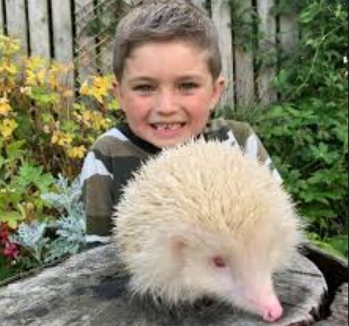 Ein sechsjähriger Junge kam nicht vorbei und rettete einen seltenen Igel Albino
