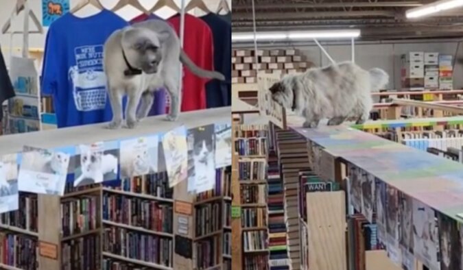 Katzen sind die Visitenkarte der Buchhandlung. Quelle: www. petpop.сom