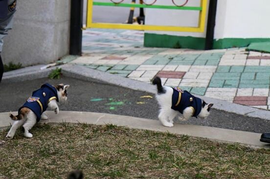 Die Geschichte, wie die erste Polizeikatzenfamilie in Südkorea auftauchte