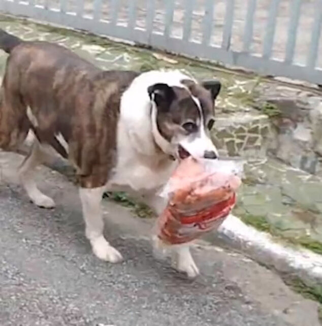 &quot;Echter Ernährer&quot; Der Hund beschloss, seiner Besitzerin zu gefallen