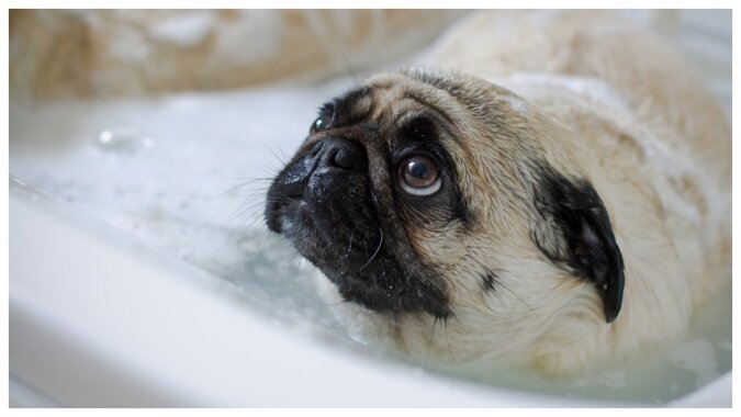 Hunde baden nicht so gerne. Quelle: Getty Images