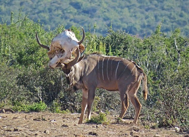 "Neuer Hut": ungeschickte Antilopen probierten ein ungewöhnliches Objekt an und erfreuen Menschen