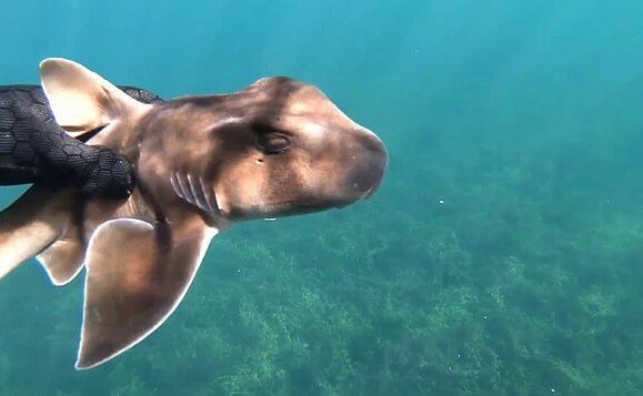 "Unterwasserhilfe": Der Taucher bemerkte einen Babyhai, der an einem Angelhaken gefangen wurde, und rettete ihn