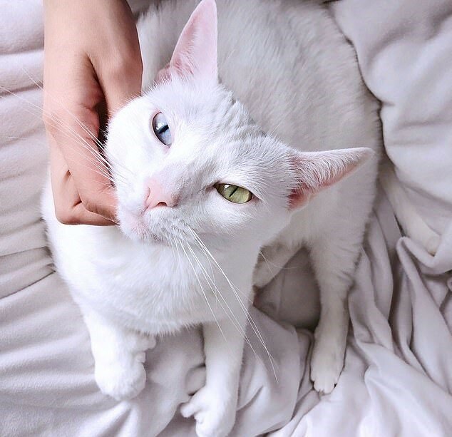 Die Katze Sansa, die von ihren Besitzern wegen verschiedenfarbigen Augen verlassen worden ist, hat ein neues Zuhause gefunden