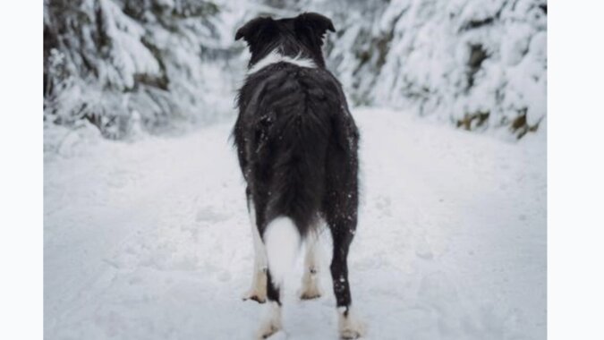 Ein blinder Hund suchte sich ein Frauchen und lief fünf Tage lang in der Kälte zu ihr