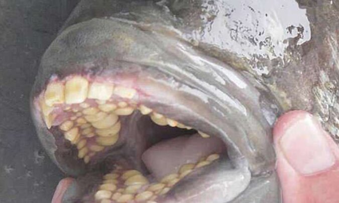 Ein Mann fing einen Fisch mit Zähnen wie die eines Menschen und ließ