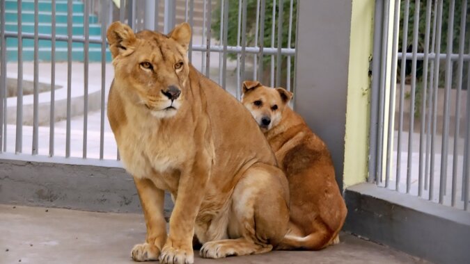 "Katzen gegen Hunde": Ein furchtloser Hund hat es geschafft, eine riesige Löwin zu "erschrecken"