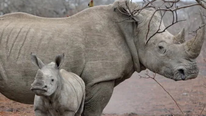 Eine Nashornmutter und ihr Kalb. Quelle: novochag.com