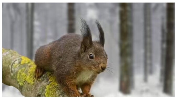 Eichhörnchen werden bald mit der Arbeit beginnen. Quelle: Getty Images