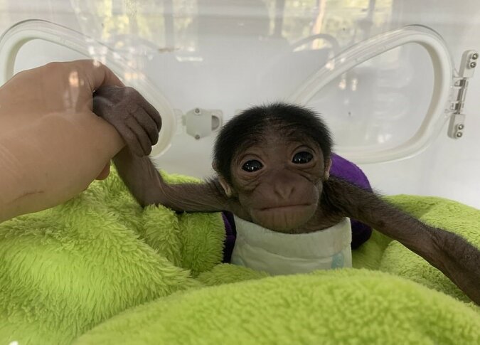 "Ich will Wärme": Ein neugeborener Affe kuschelt sich nach seiner Geburt an seine Decke